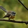 Pavik popelavy - Rhipidura fuliginosa - Fantail - piwakawaka 9641